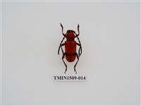 藏品(紅豔天牛)的圖片